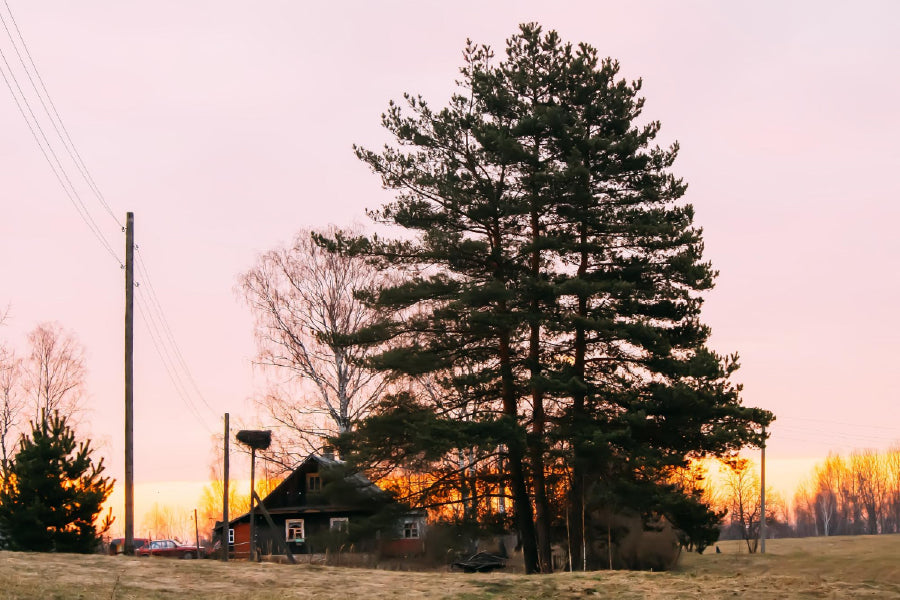 Large Trees Near House Sunset Photograph Print 100% Australian Made