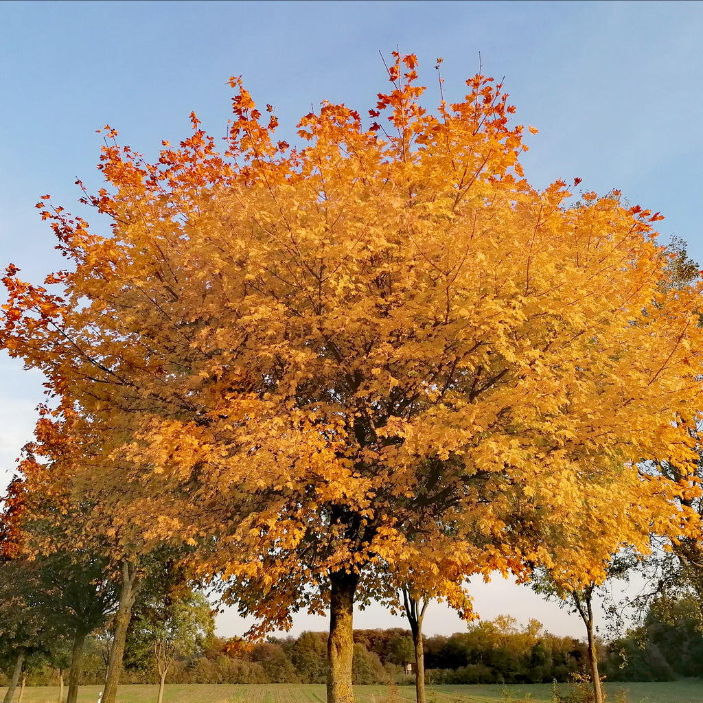 Square Canvas Red & Orange Autumn Tree View Photograph High Quality Print 100% Australian Made