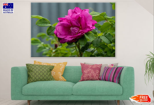 Rose Flower with Leaves Closeup Photograph Print 100% Australian Made