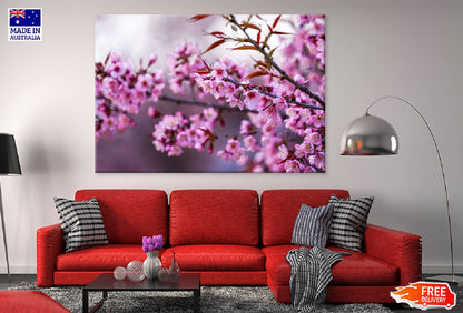 Prunus Tree Pink Flowers Branch View Photograph Print 100% Australian Made