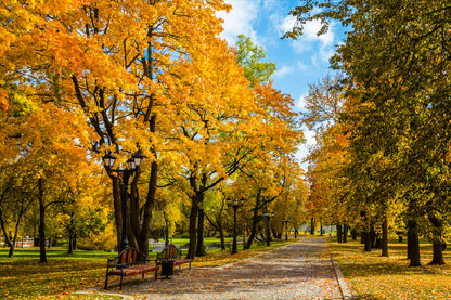 Autumn Tree Garden Pathway View Photograph Print 100% Australian Made