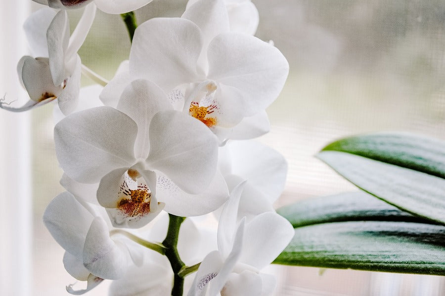 White Phalaenopsis Orchid Flowers Photograph Print 100% Australian Made