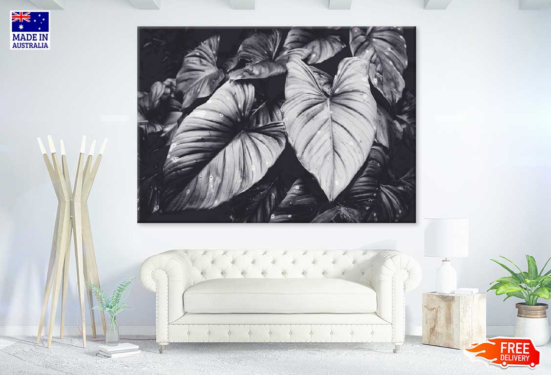 Elephant Ear Plant B&W Photograph Print 100% Australian Made