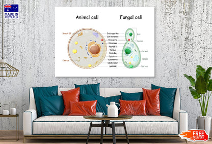 Animal Cell & Fungal Cell Anatomy Illustration Print 100% Australian Made