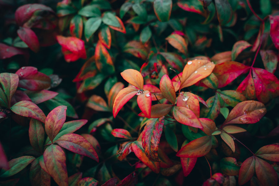 Autumn Leaves Tree View Photograph Print 100% Australian Made