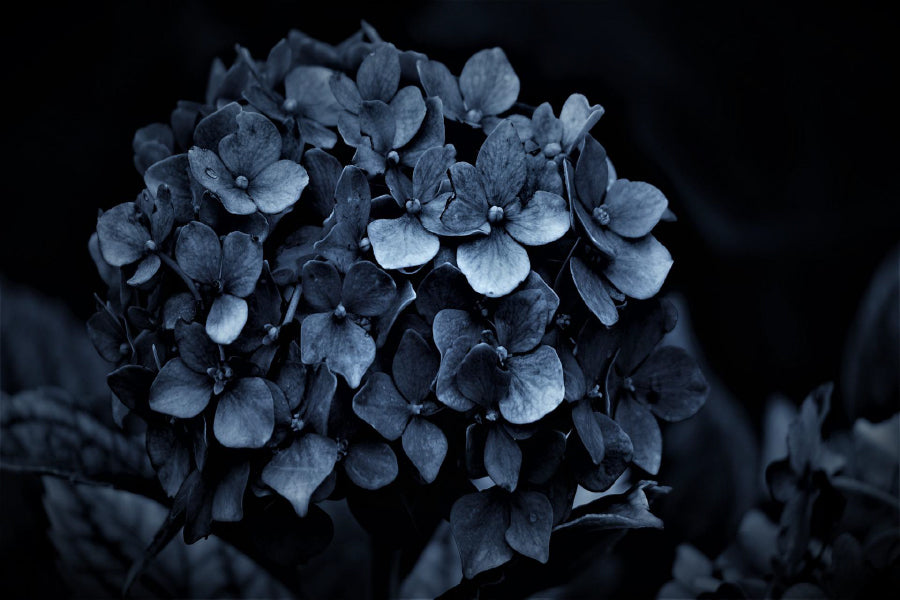 Hydrangea Flowers on Dark View Photograph Home Decor Premium Quality Poster Print Choose Your Sizes