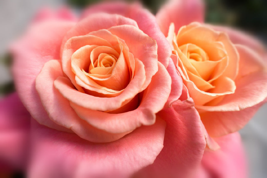 Rose Gold Flowers Closeup View Home Decor Premium Quality Poster Print Choose Your Sizes