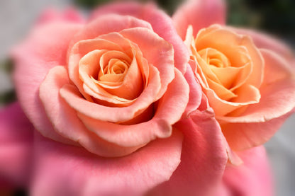 Rose Gold Flowers Closeup View Home Decor Premium Quality Poster Print Choose Your Sizes