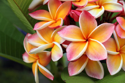 Plumeria Flowers Closeup View Photograph Print 100% Australian Made