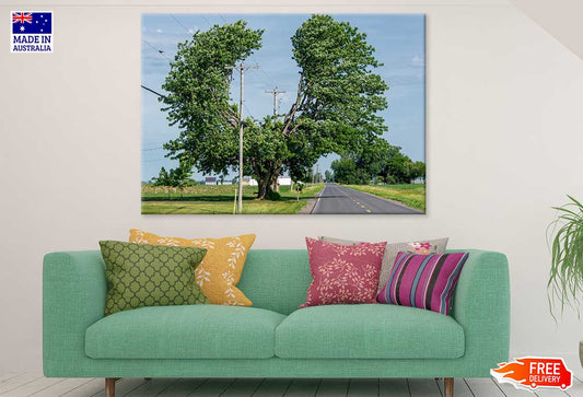 Big Tree on Road View Photograph Print 100% Australian Made