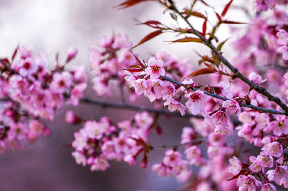 Prunus Tree Pink Flowers Branch View Photograph Print 100% Australian Made