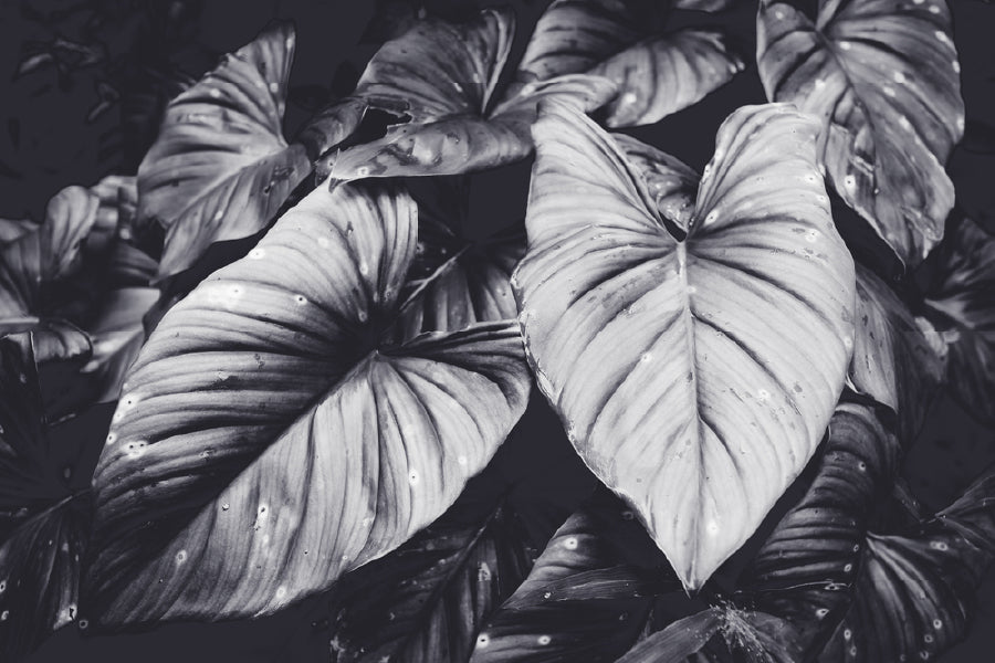 Elephant Ear Plant B&W Photograph Print 100% Australian Made