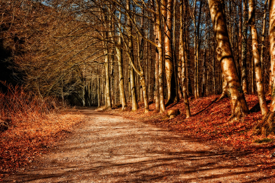 Road in Autumn Forest Photograph Print 100% Australian Made