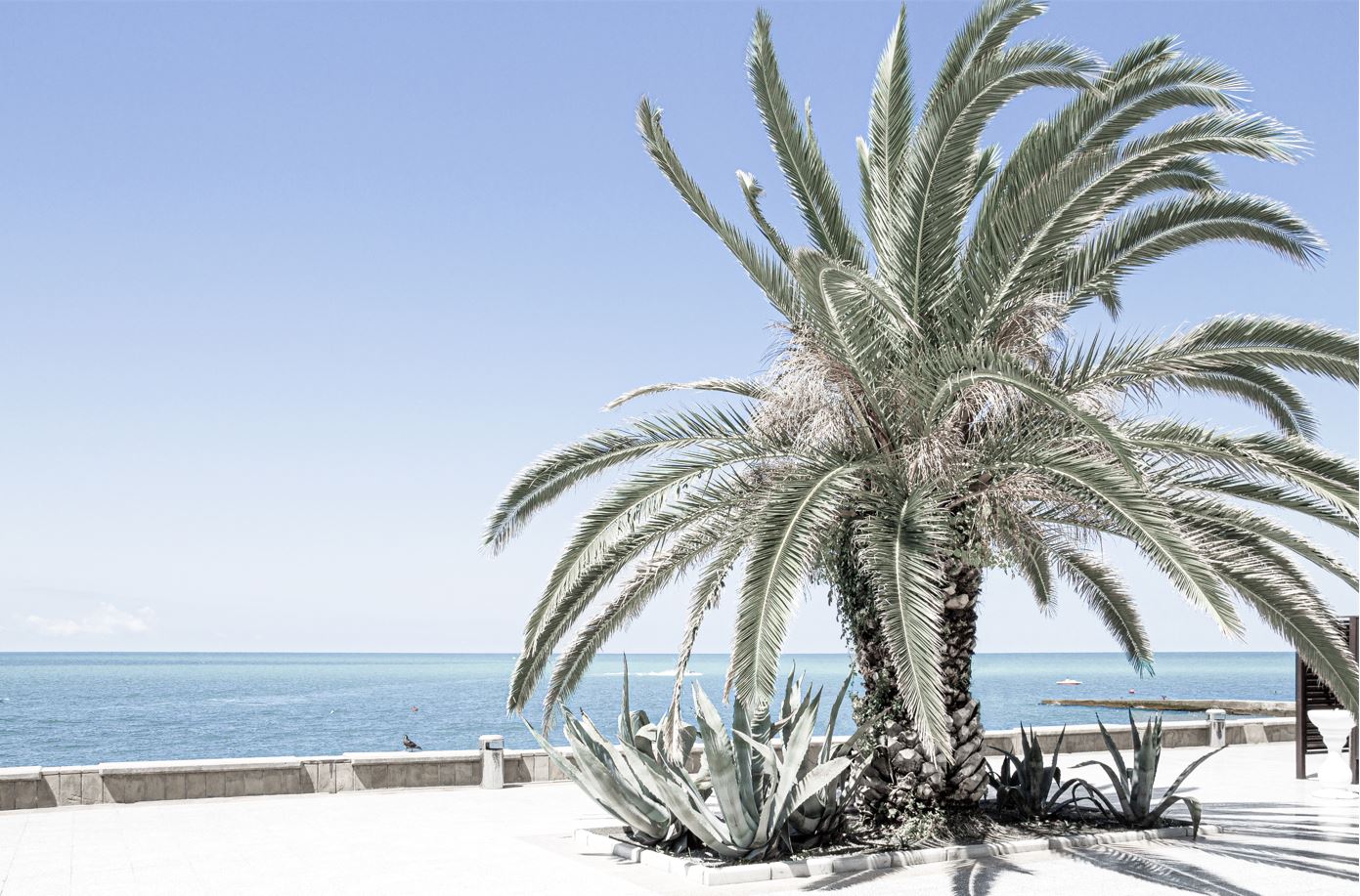 Palm Tree Near Sea Scenery View Photograph Home Decor Premium Quality Poster Print Choose Your Sizes