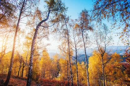 Large Autumn Trees in Forest Scenery View Photograph Print 100% Australian Made