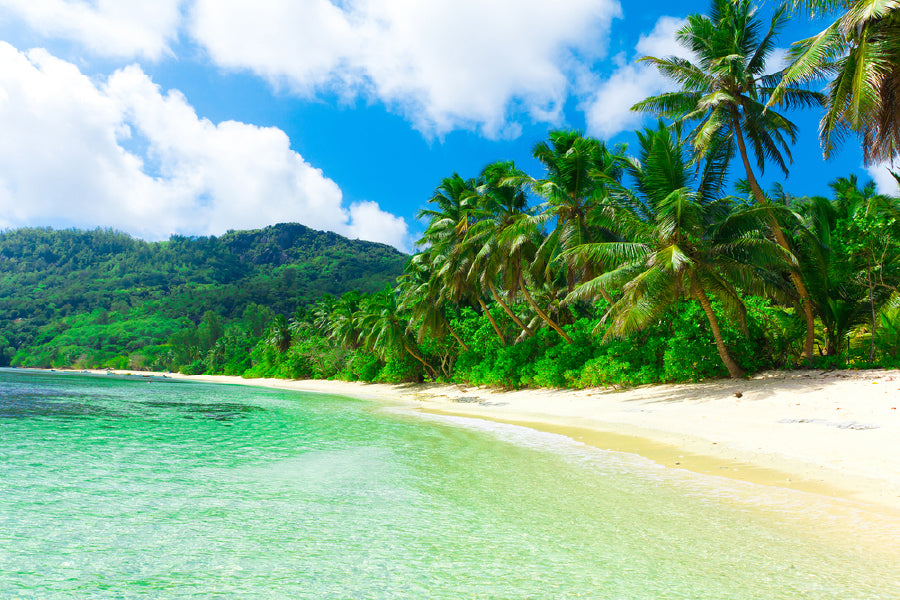Green Forest near Calm Sea View Photograph Home Decor Premium Quality Poster Print Choose Your Sizes