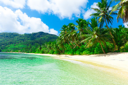 Green Forest near Calm Sea View Photograph Home Decor Premium Quality Poster Print Choose Your Sizes