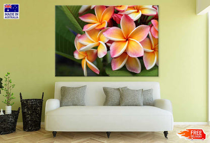Plumeria Flowers Closeup View Photograph Print 100% Australian Made