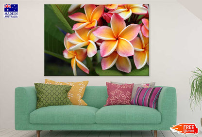 Plumeria Flowers Closeup View Photograph Print 100% Australian Made