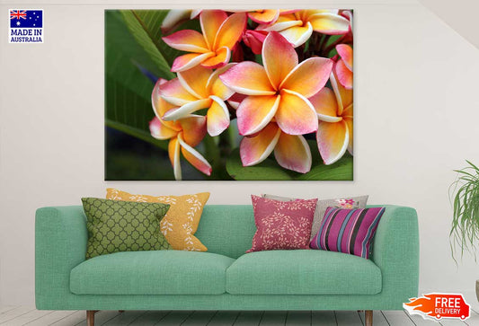 Plumeria Flowers Closeup View Photograph Print 100% Australian Made