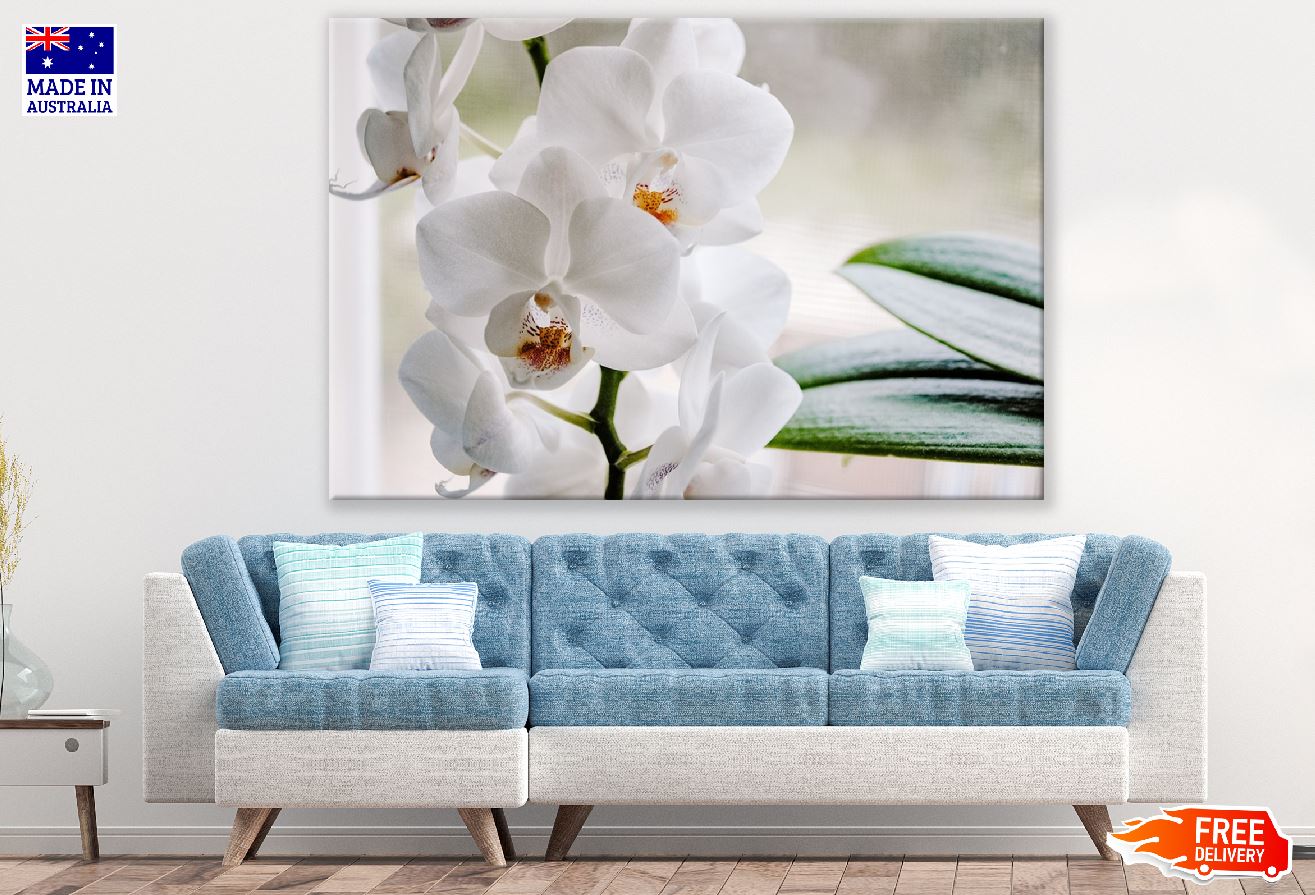 White Phalaenopsis Orchid Flowers Photograph Print 100% Australian Made