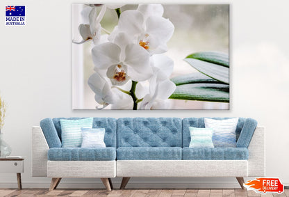 White Phalaenopsis Orchid Flowers Photograph Print 100% Australian Made
