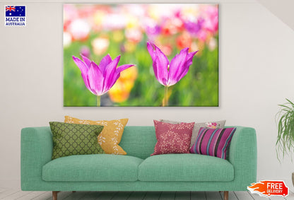 Pink Tulip Flowers Closeup Photograph Print 100% Australian Made