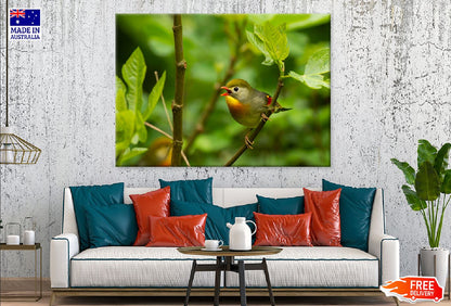 Leiothrix Bird Perched on Tree Photograph Print 100% Australian Made