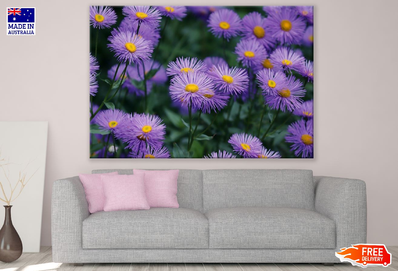 Purple Asters Flowers Closeup Photograph Print 100% Australian Made