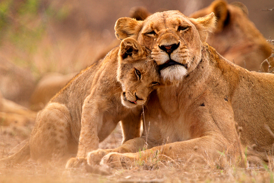 Bella Home Lioness & Cub in The Kruger Print Canvas Ready to hang