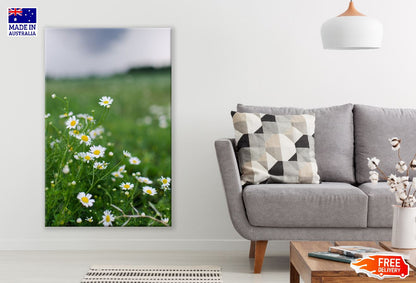 White Chamomile Flowers Photograph Print 100% Australian Made