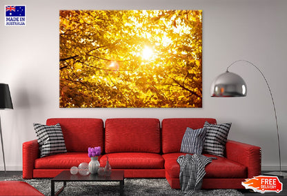 Autumn Leaves Branch & Sunshine View Photograph Print 100% Australian Made