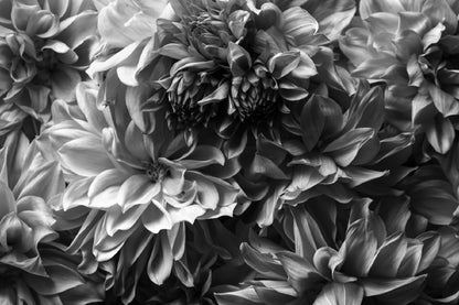 Flower Petals B&W Closeup View Photograph Print 100% Australian Made