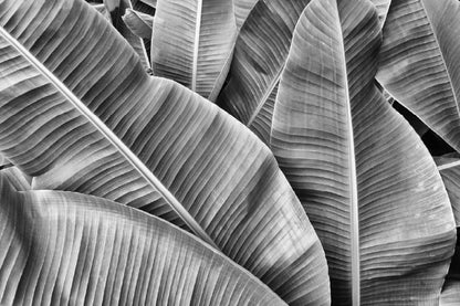 Banana Leaves B&W Photograph Print 100% Australian Made