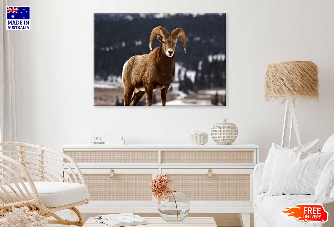 Bighorn Sheep View Photograph Print 100% Australian Made