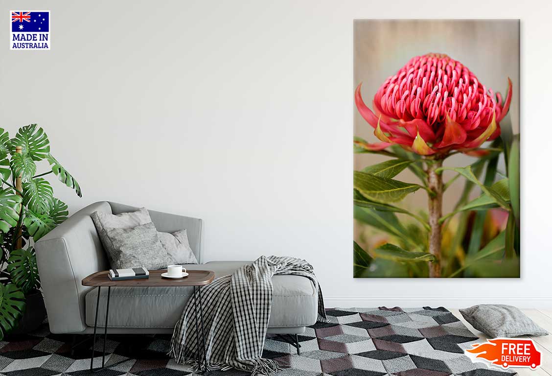 Waratah Flower with Plant View Photograph Print 100% Australian Made