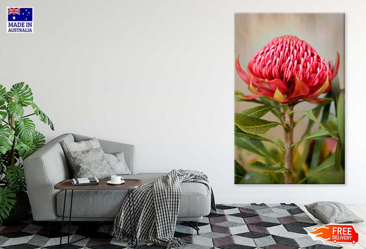 Waratah Flower with Plant View Photograph Print 100% Australian Made