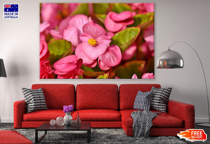 Pink Wax Begonia Closeup Photograph Print 100% Australian Made