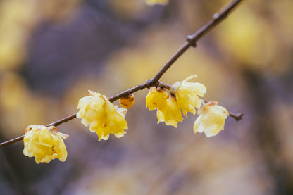 Chimonanthus Praecox Flowers View Photograph Print 100% Australian Made