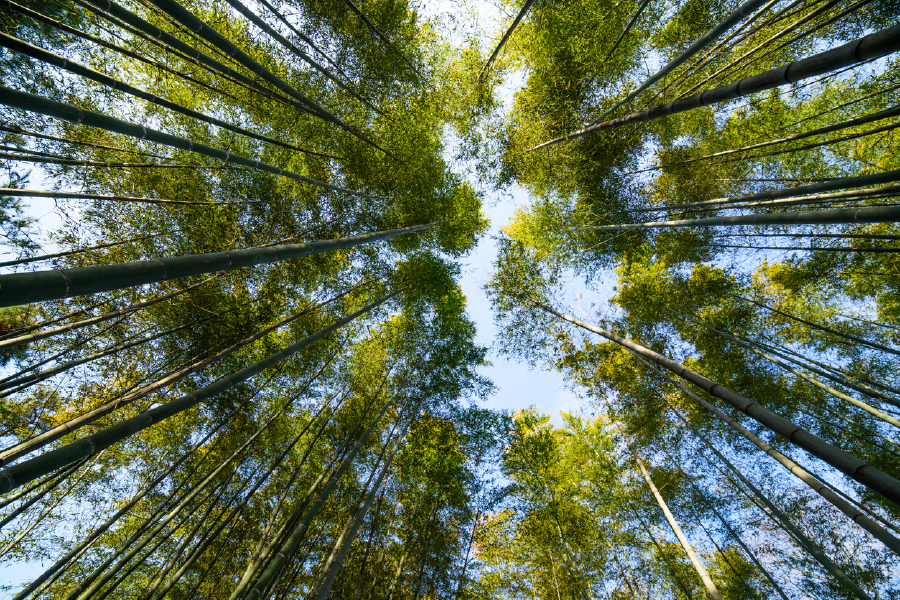 Below Trees & Sky View Photograph Print 100% Australian Made