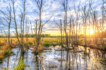 Dry Trees Near Waterhole Sunset Photograph Print 100% Australian Made