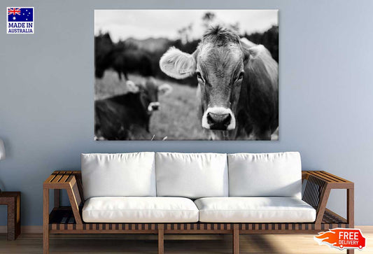 Cow Face Closeup B&W Photograph Print 100% Australian Made