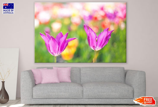Pink Tulip Flowers Closeup Photograph Print 100% Australian Made