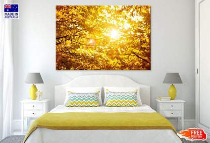 Autumn Leaves Branch & Sunshine View Photograph Print 100% Australian Made