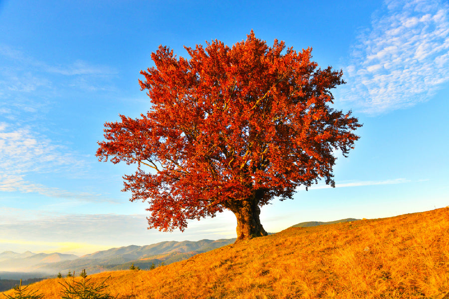 Red Autumn Tree on Mountain View Photograph Print 100% Australian Made