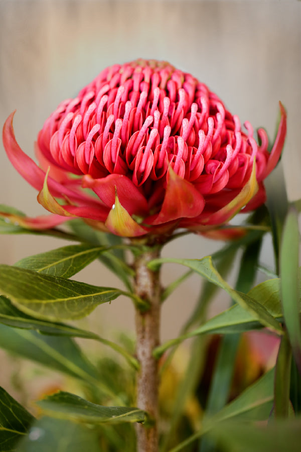 Waratah Flower with Plant View Photograph Print 100% Australian Made