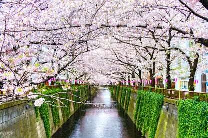 Cherry Blossoms Tree Meguro River Photograph Print 100% Australian Made