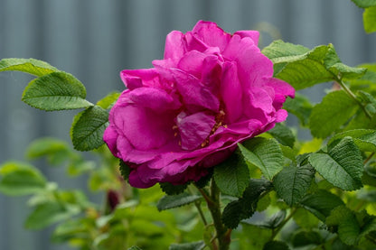 Rose Flower with Leaves Closeup Photograph Print 100% Australian Made