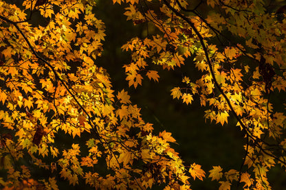 Autumn Yellow Leaves Tree View Photograph Print 100% Australian Made