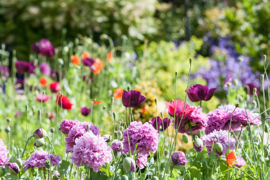 Flowers Garden View Photograph Print 100% Australian Made
